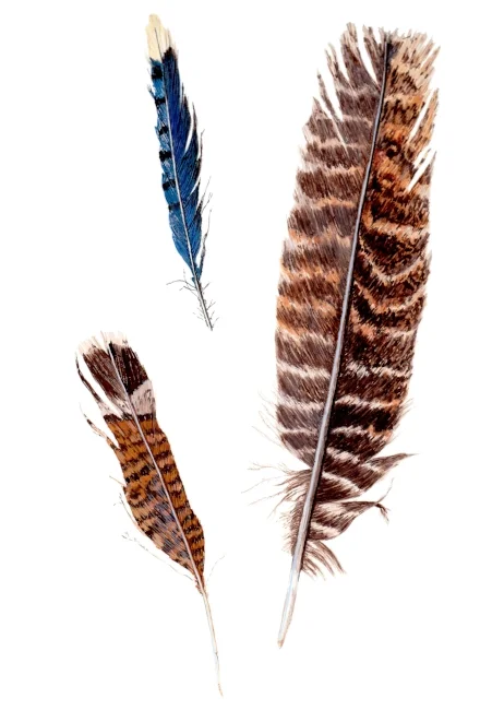 Feathers