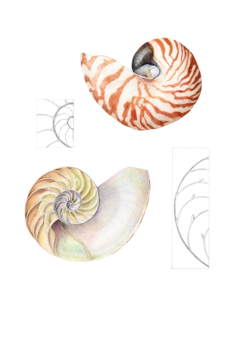 Chambered Nautilus