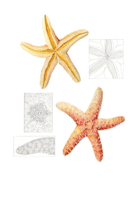 Seastar
