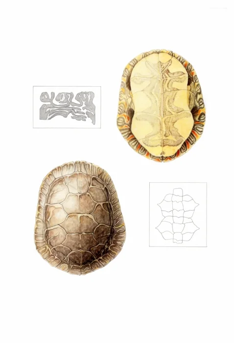 Turtle Shell