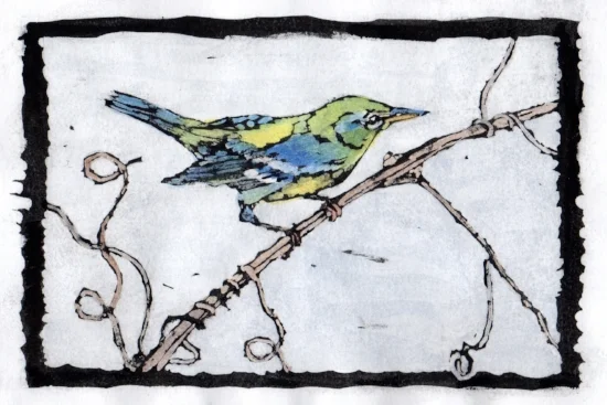 Northern Parula