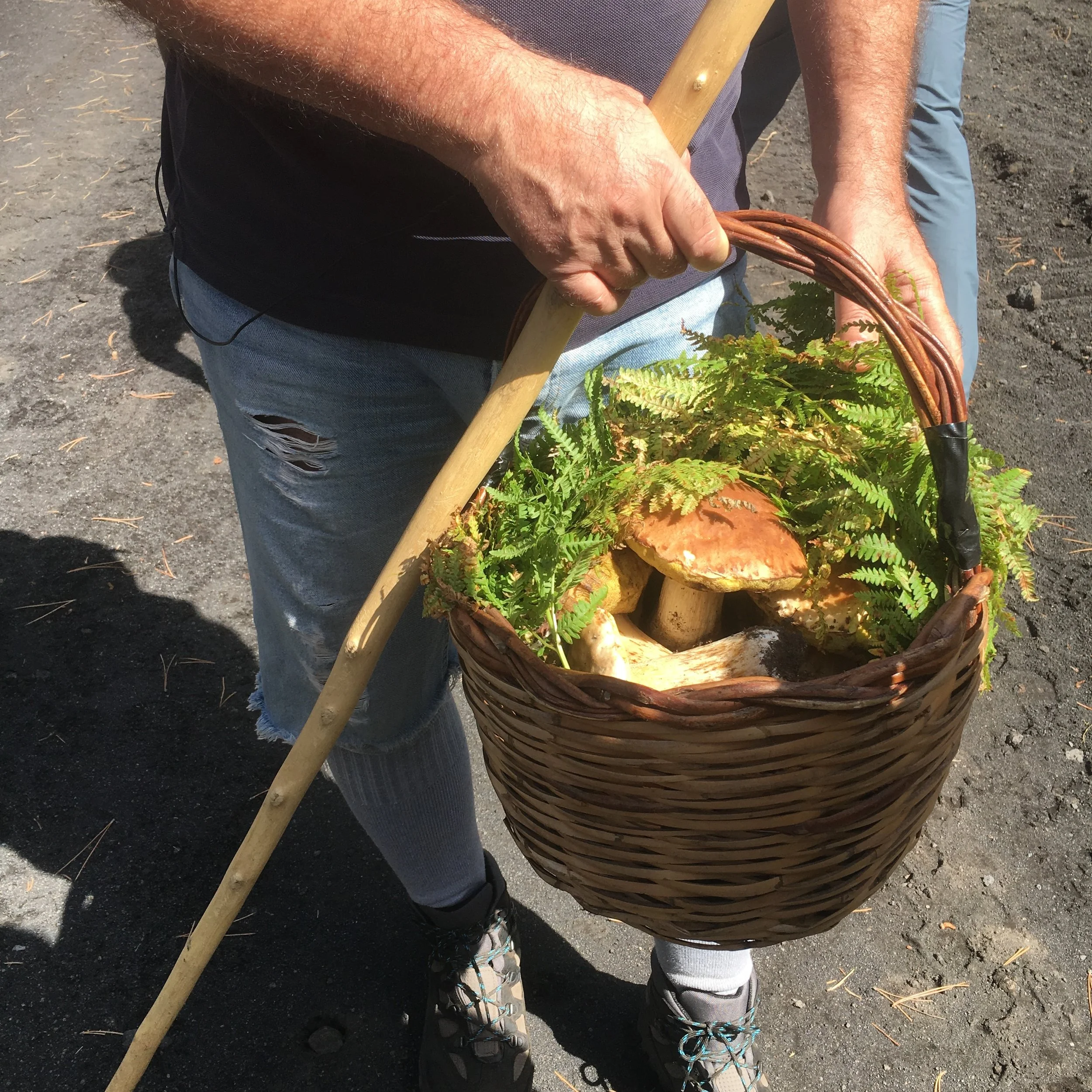 A Sicilian man shows off the porcini he gathered from Mount Etna for his lunch, protected on his walk home by a cover of ferns. September 2016.