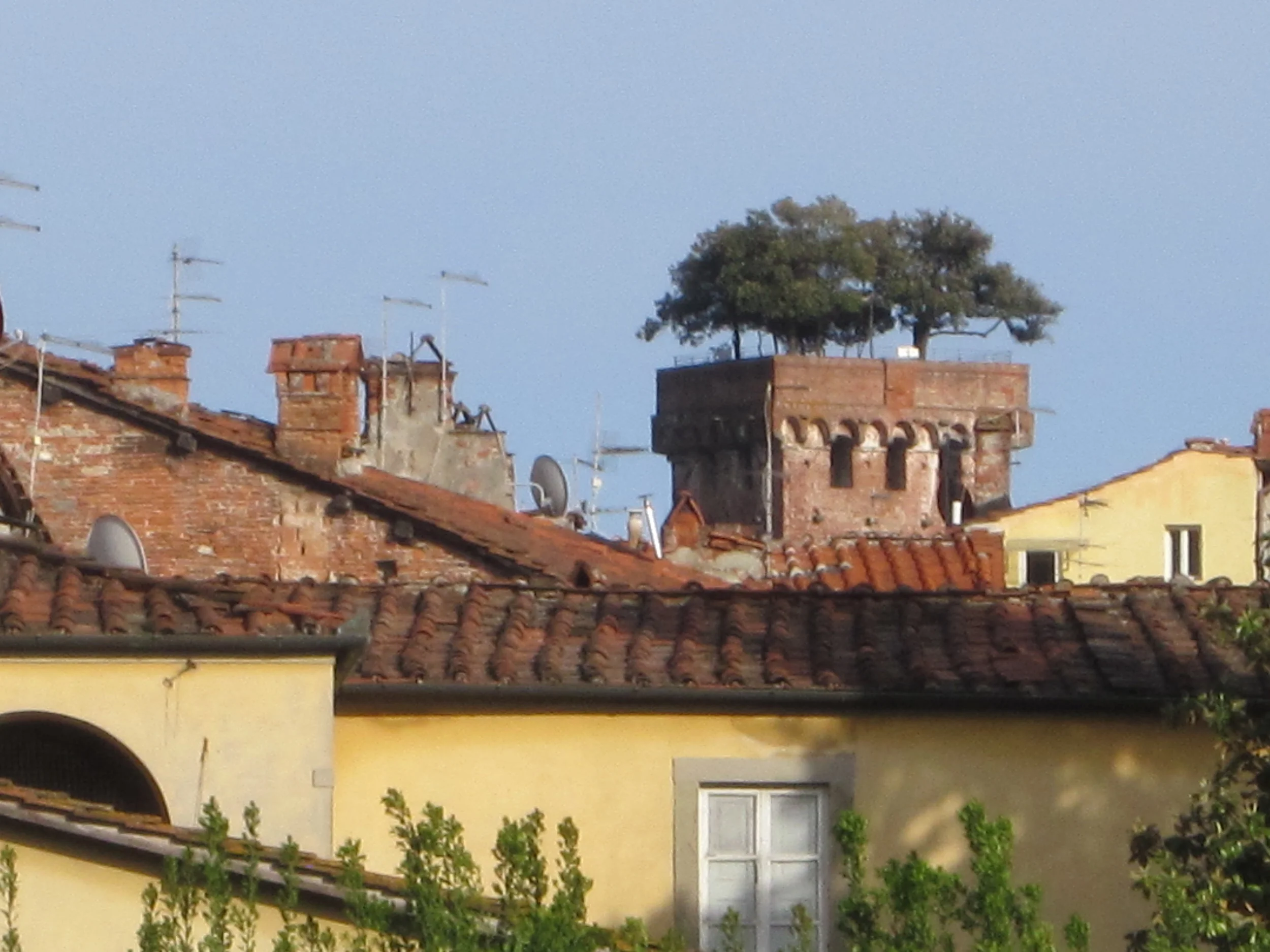 Lucca's famous tower - the Torre Guinigi - and the characteristic rooftops of Lucca.