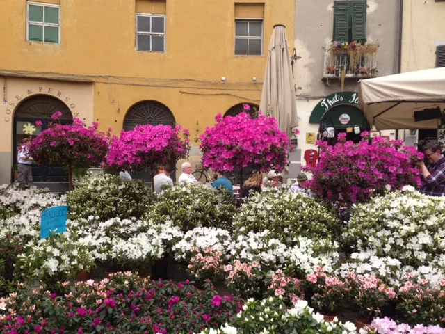 Santa Zita Flower Market, Lucca, spring 2013
