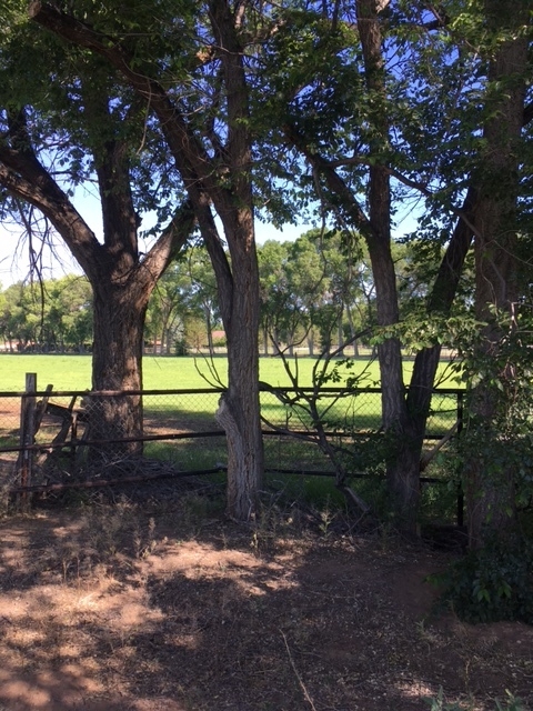 view thru trees.JPG