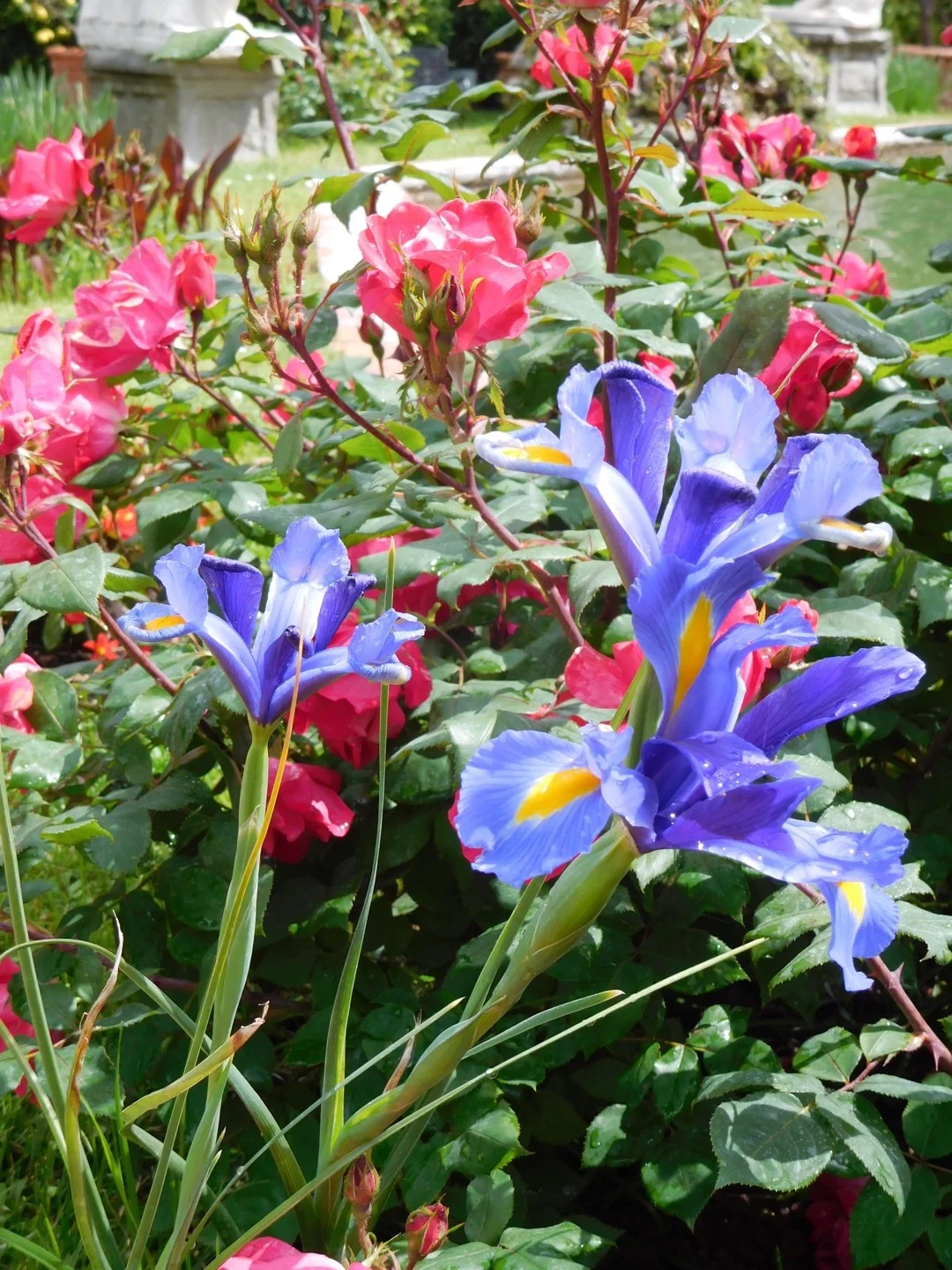 Spring blooms, Palazzo Pfanner.