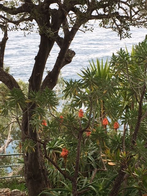 Coastal Garden, Monaco