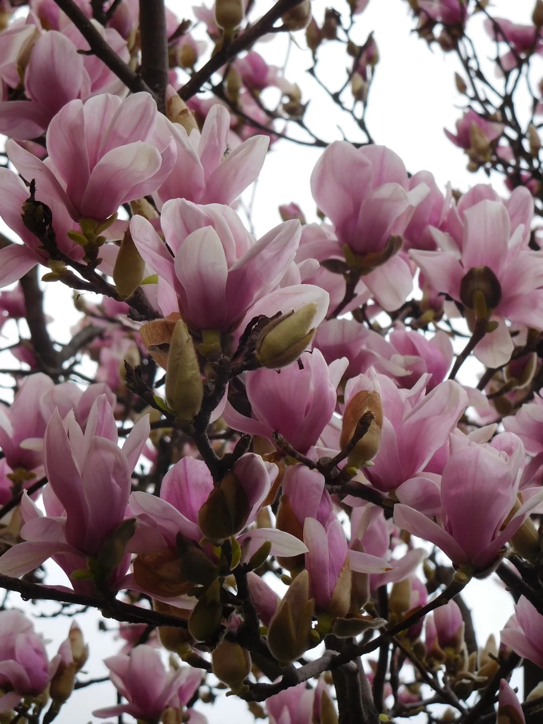 The pink variety is a visual treat.