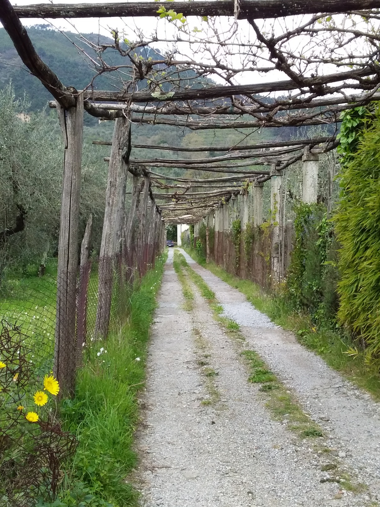 Mura Storiche Lucca Italy Seating Chart