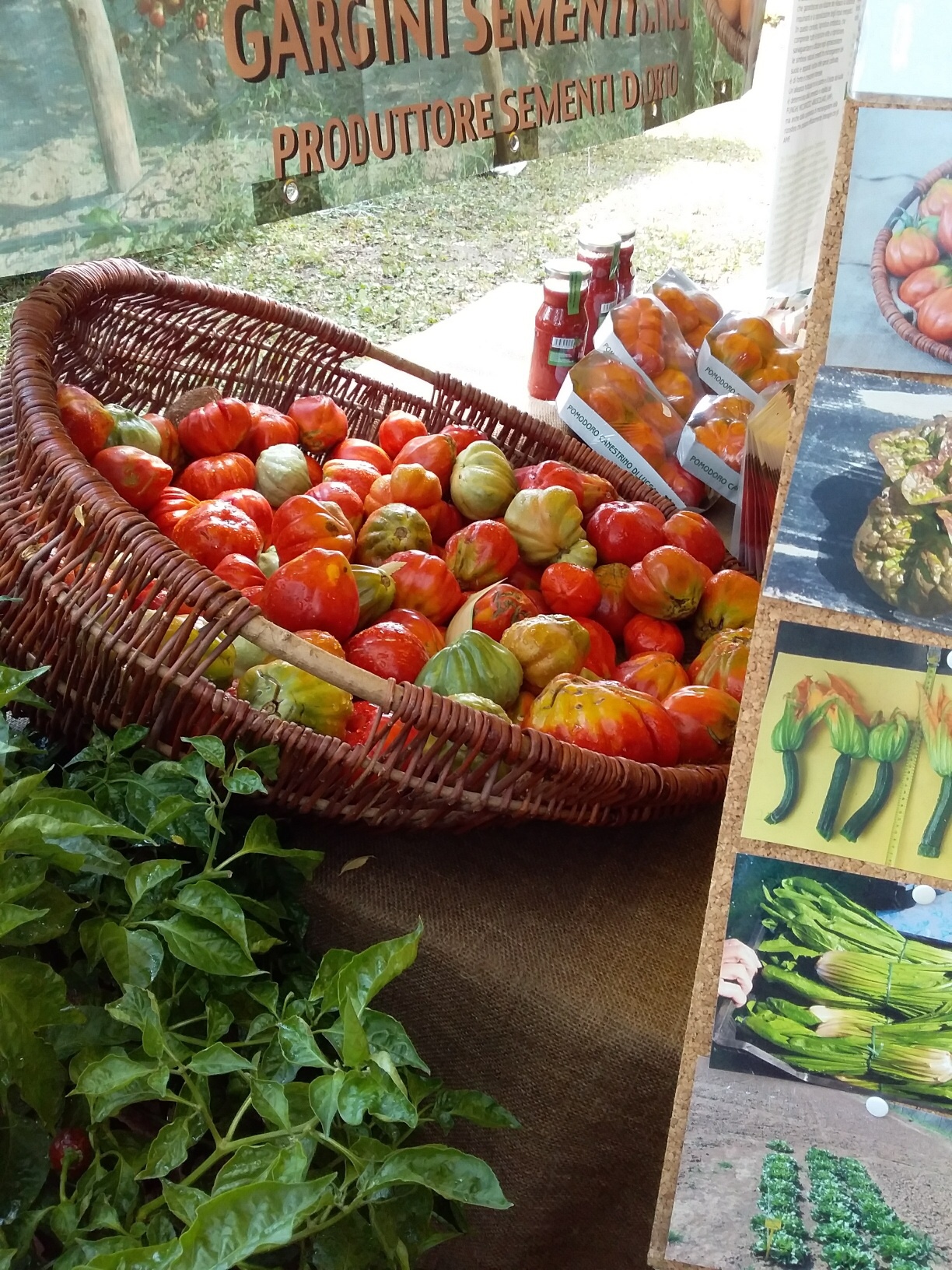 Early September tomatoes