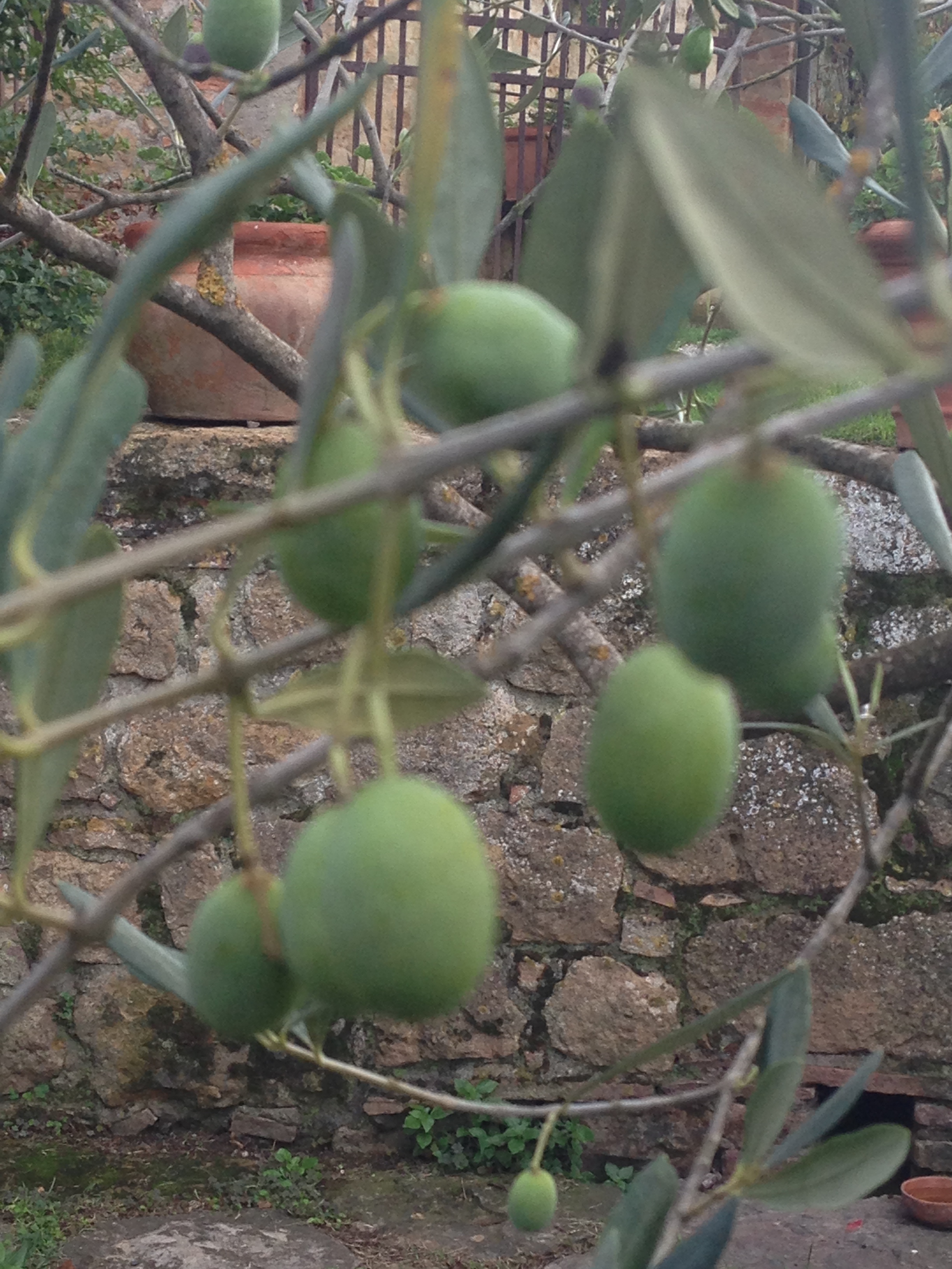 Olives not quite ready to harvest