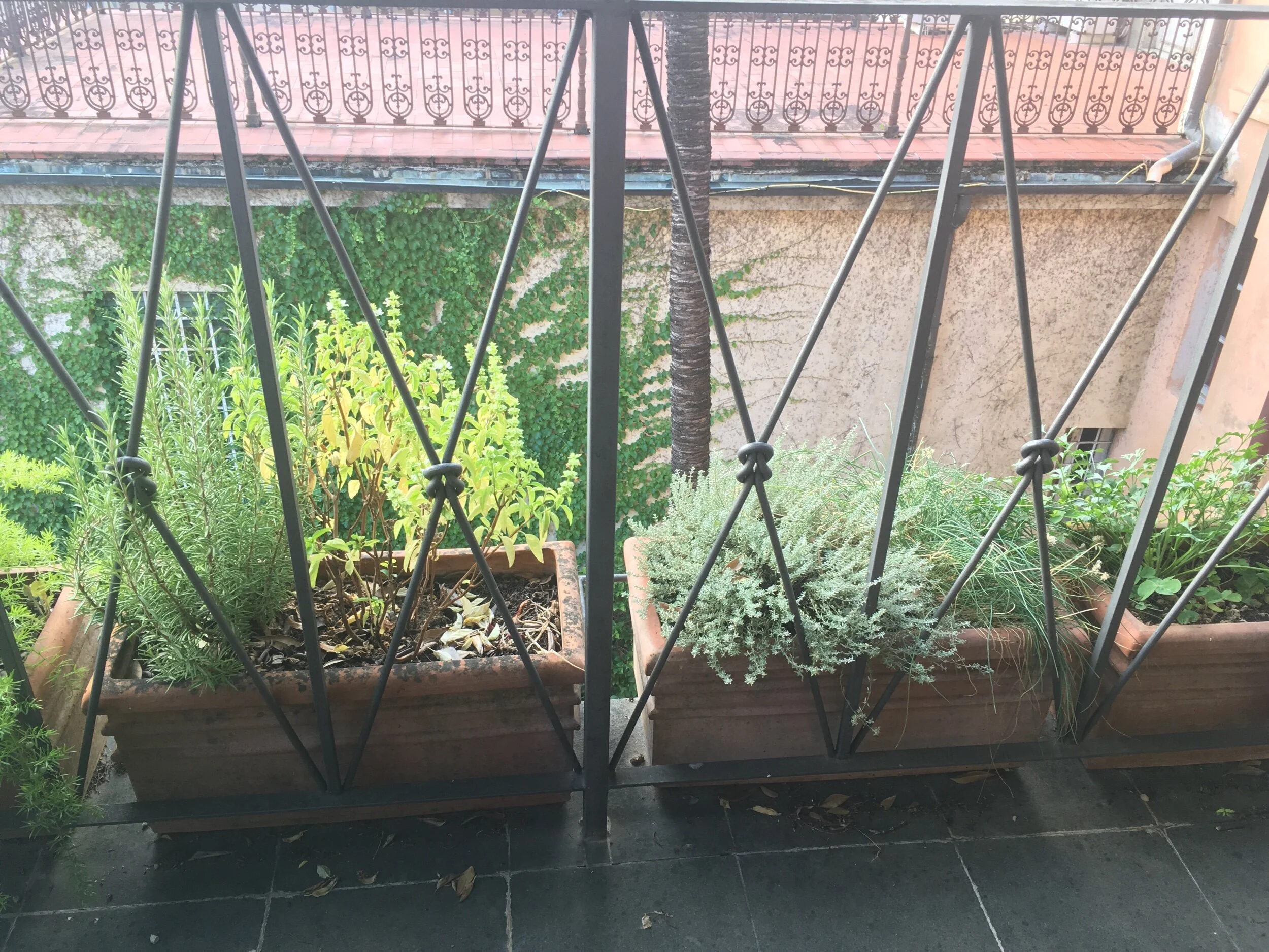 I have some herbs growing on my terrace - but which ones should I use in my peposo?