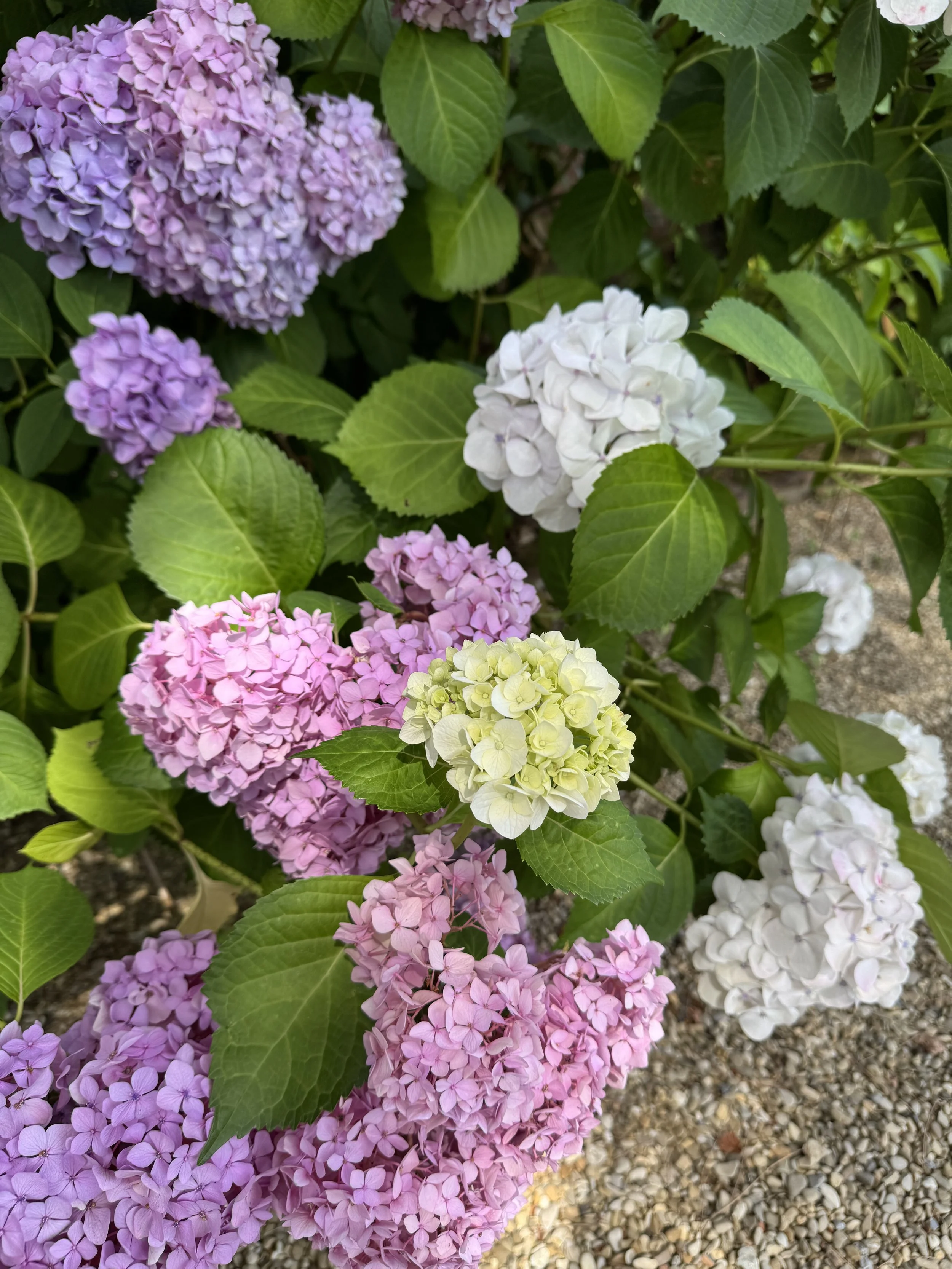 IMG_1161.jpeg