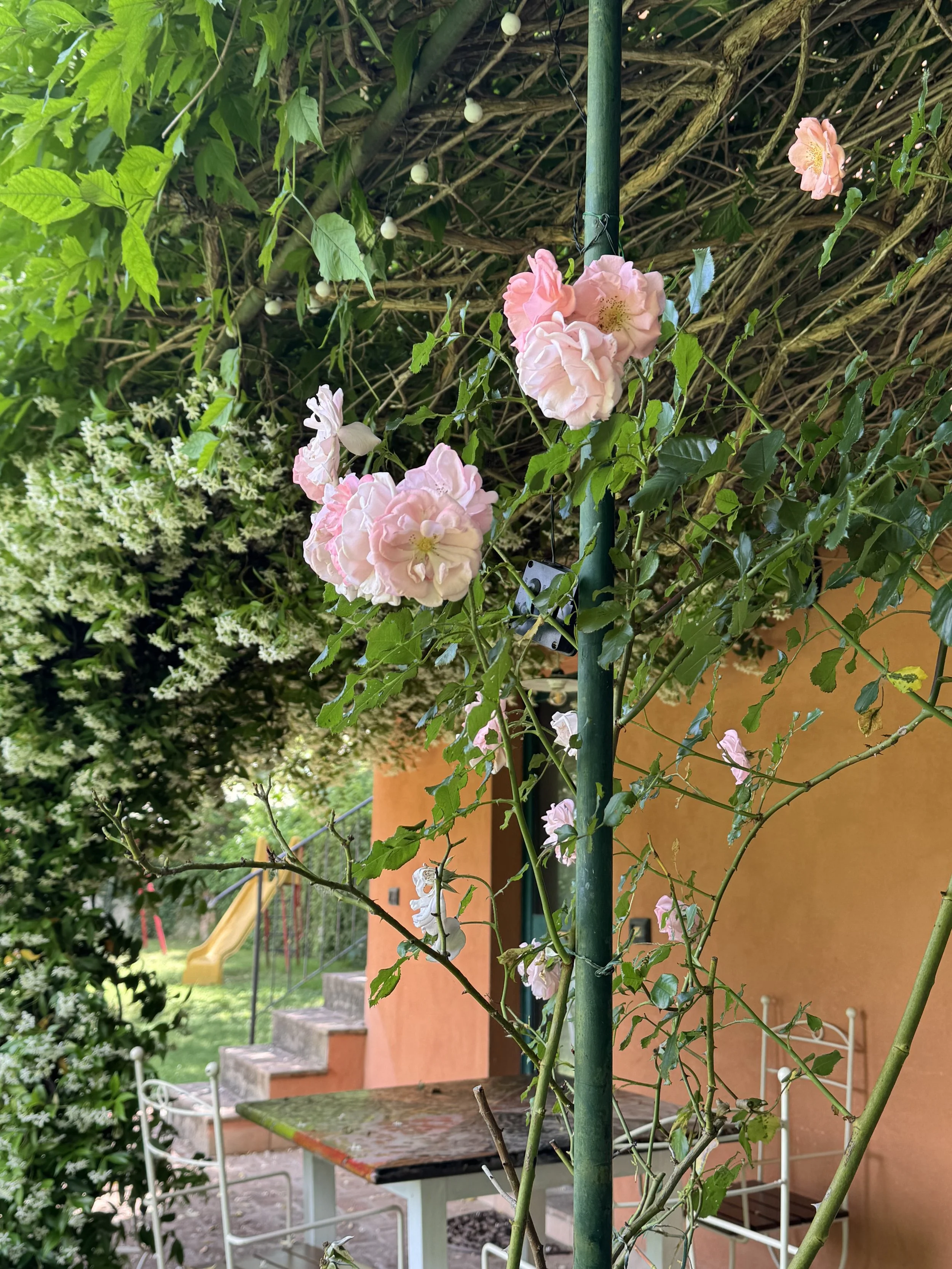 IMG_0452.jpeg