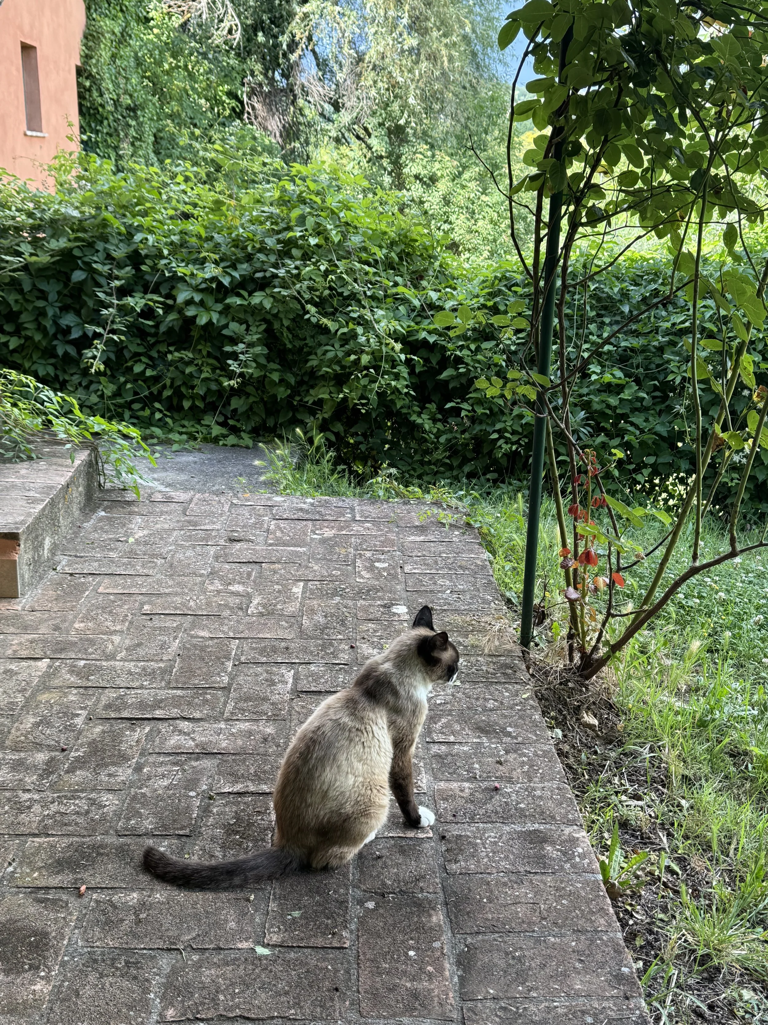 IMG_0451.jpeg