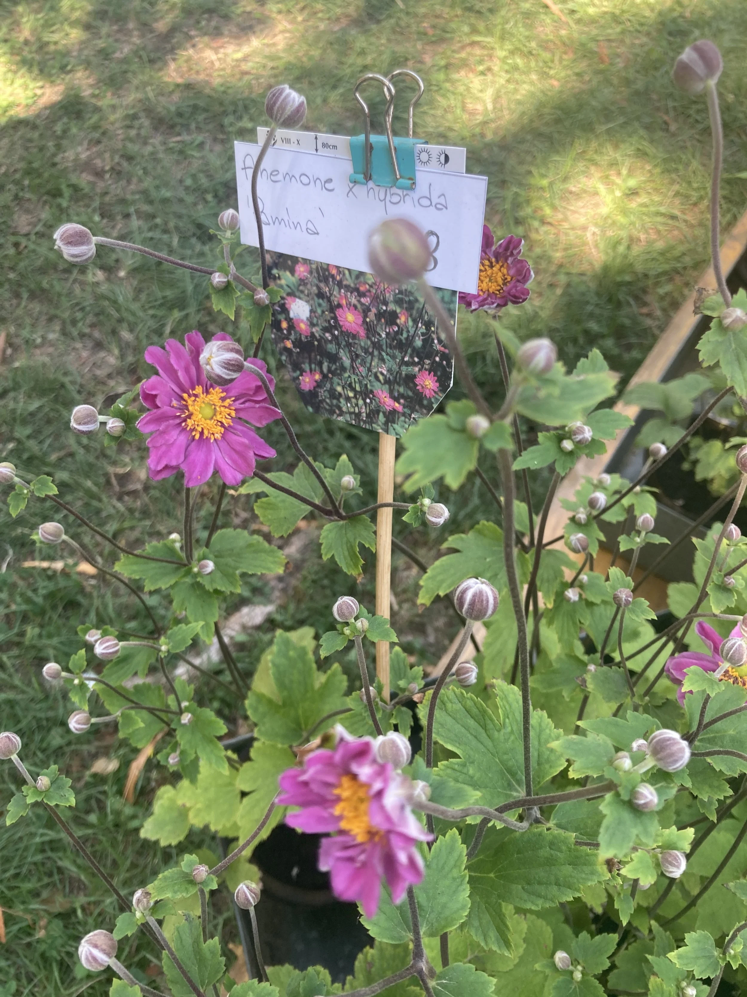 IMG_8810.jpeg