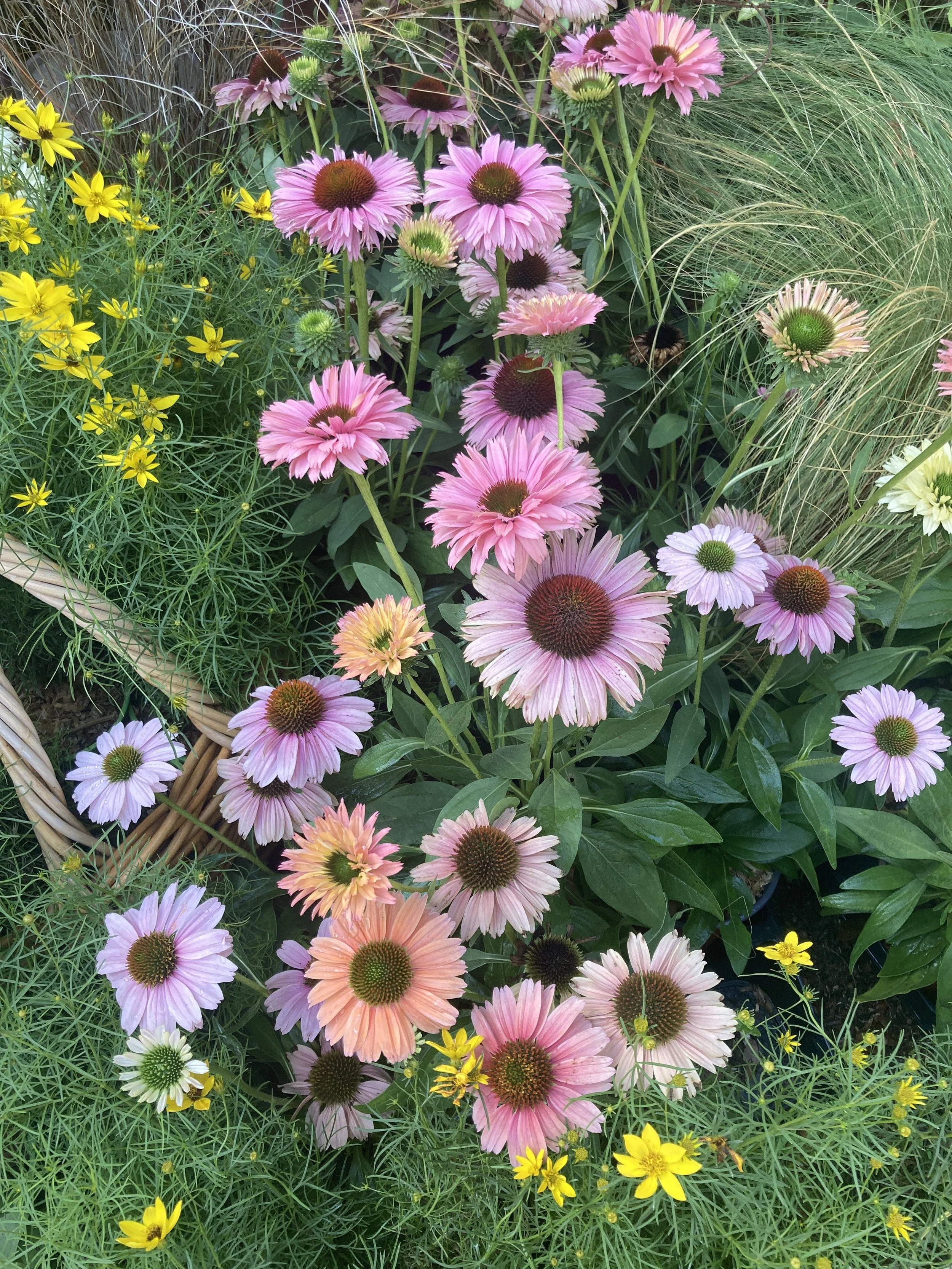 IMG_8795.jpeg