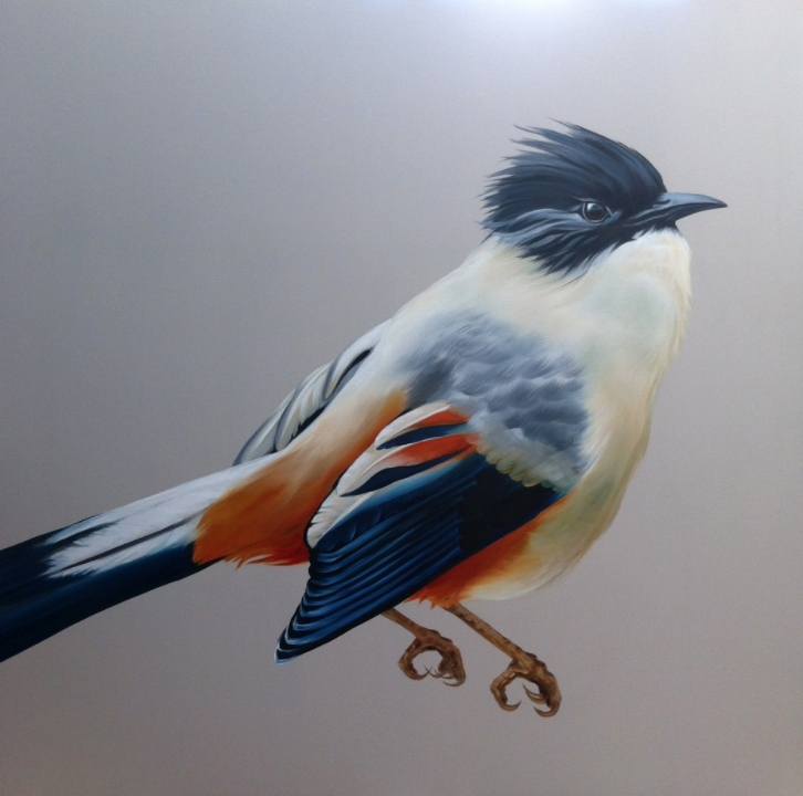 Rufous Sibia
