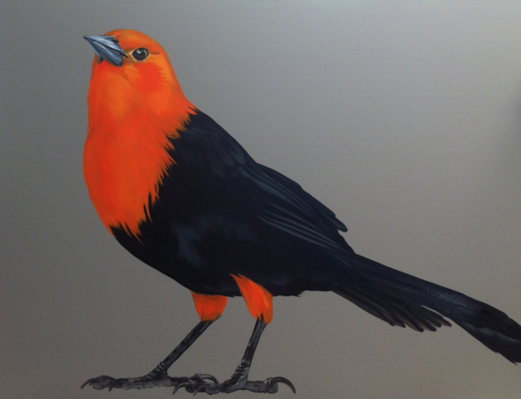 Scarlet Headed Blackbird