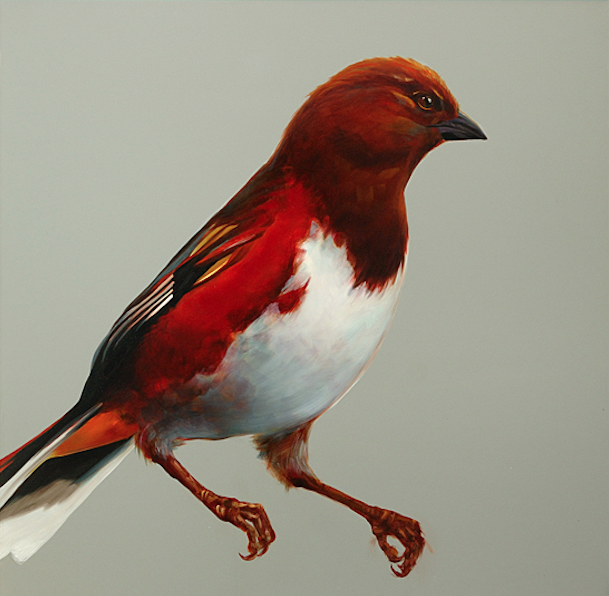 Towhee 