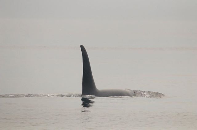A northern resident #killerwhale surfaces in the aptly named #Blackfish Sound off northeastern #Vancouver Island, #BC, #Canada. After a week or two of smoke from the #wildfires, it was refreshing to see a return to the usual fog and drizzle that make