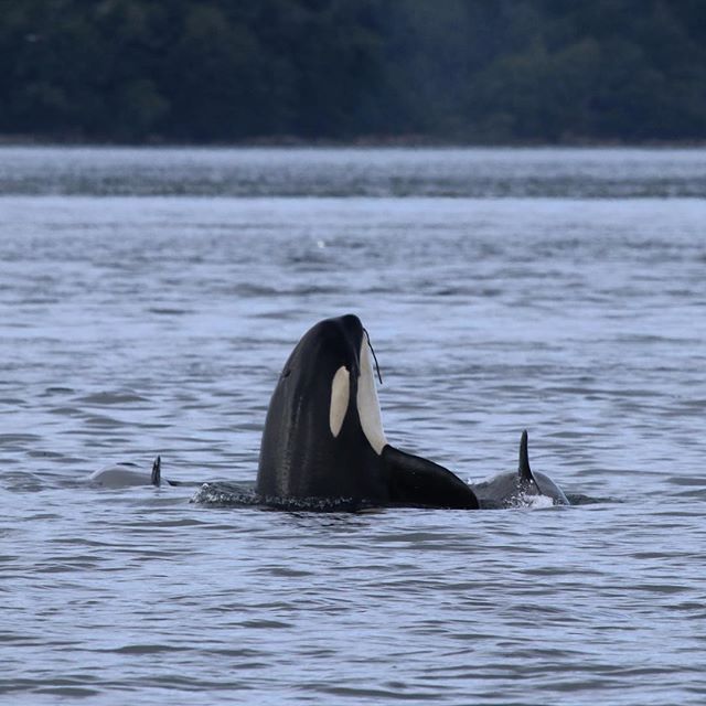 Keeping critical habitats of southern resident killer whales clean, quiet, and full of fish is not just our mission. It is also a legal requirement under Canada's Species At Risk Act. This became very clear with yesterday's announcement regarding env