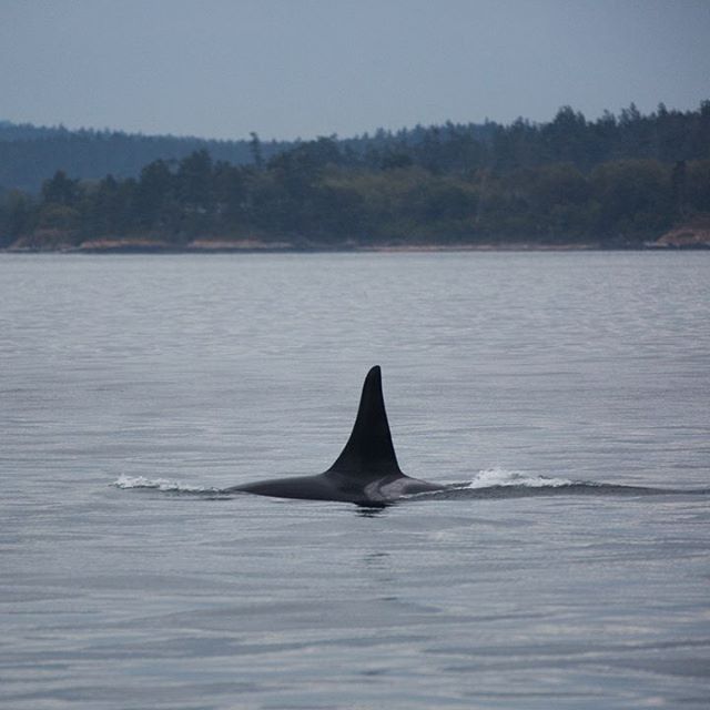 Beautiful #Blackfish, L87 (Onyx) chasing #salmon in the waters off Hannah Heights, San Juan Island. Photo taken last Friday by Jessica Newley, while our land-based team tracked #orca feeding activities during @portofvancouver's ship slow-down.

Thank