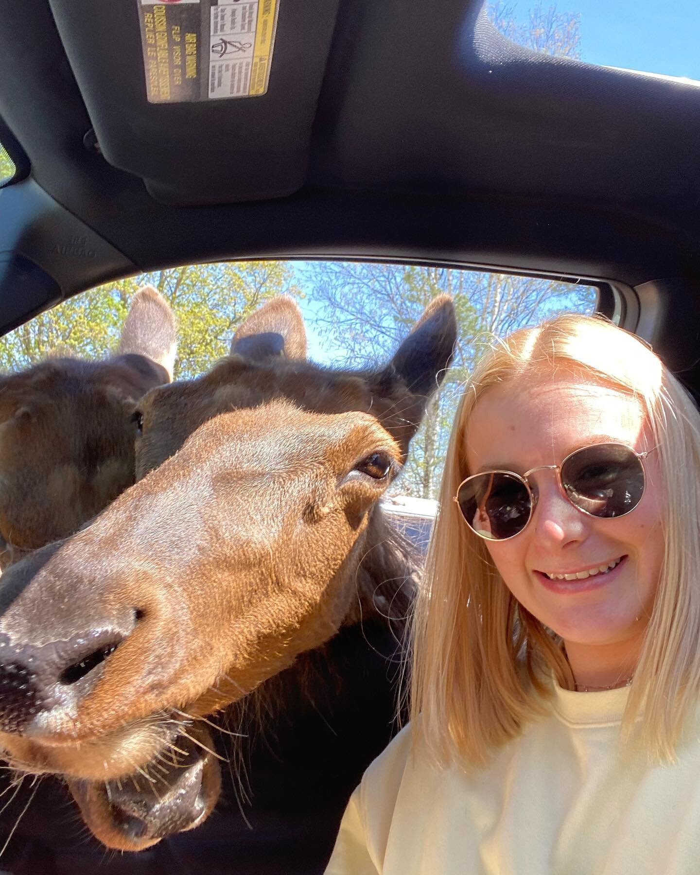 Made some new friends today🌳🦌