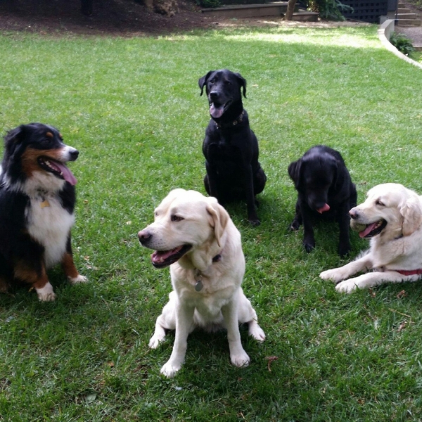 Jake, Rosie, Hugo, June, Cassie