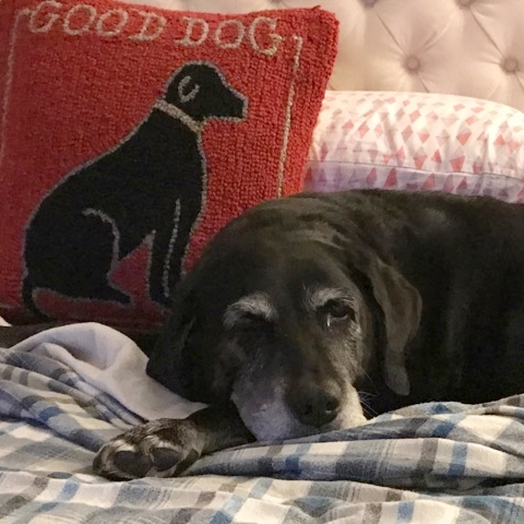 Lulu