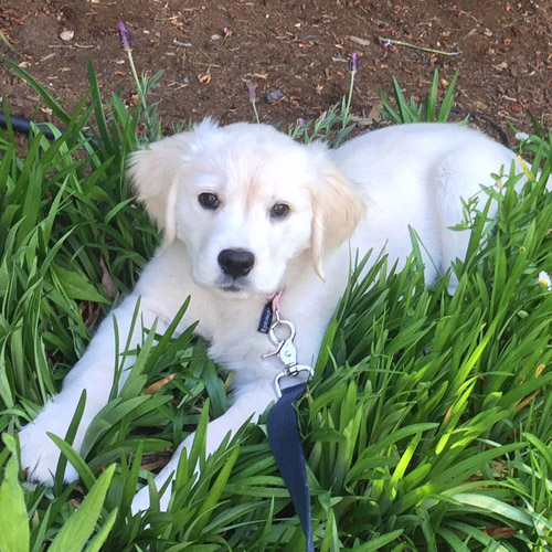 Daisy
