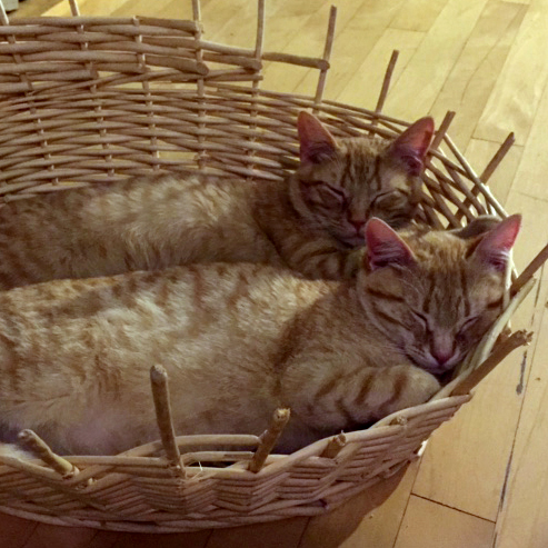 Harper and Marlow