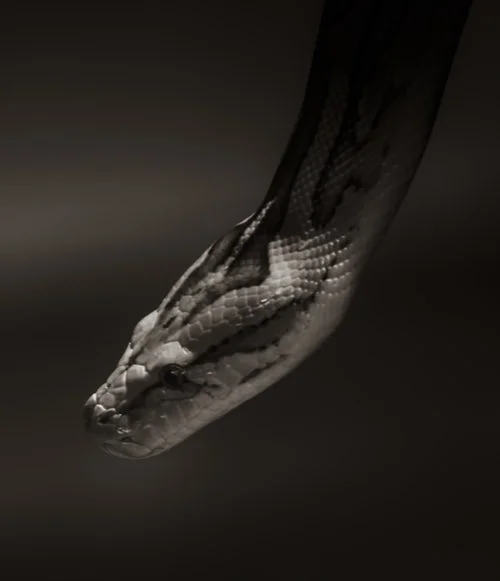 The Serpent's Lies