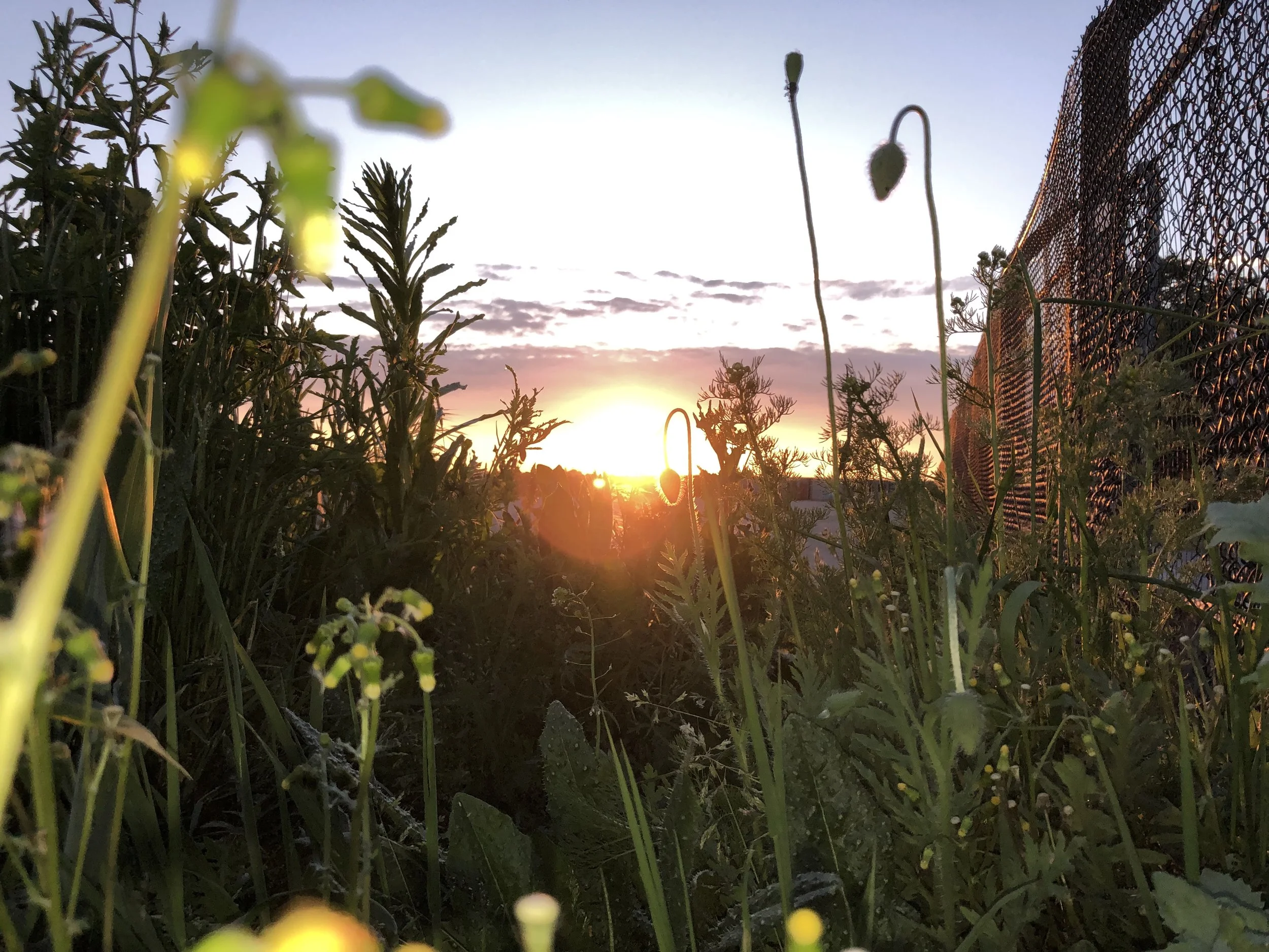 Life in the Gardens of God: tending to the weeds