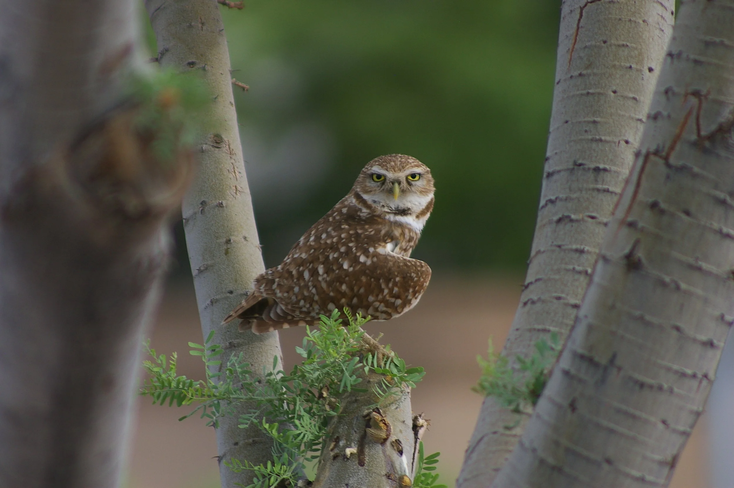 Walk with the Wise