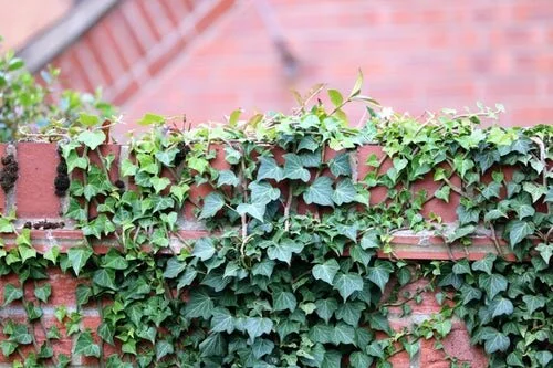 Called to BE Free: on the vine