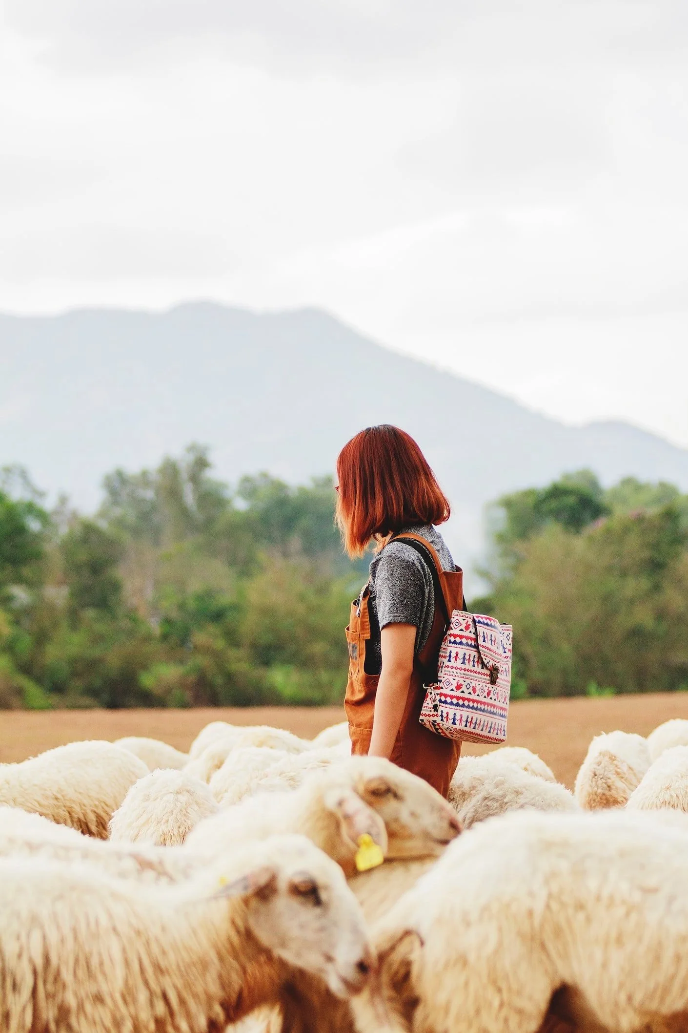 Wandering Sheep
