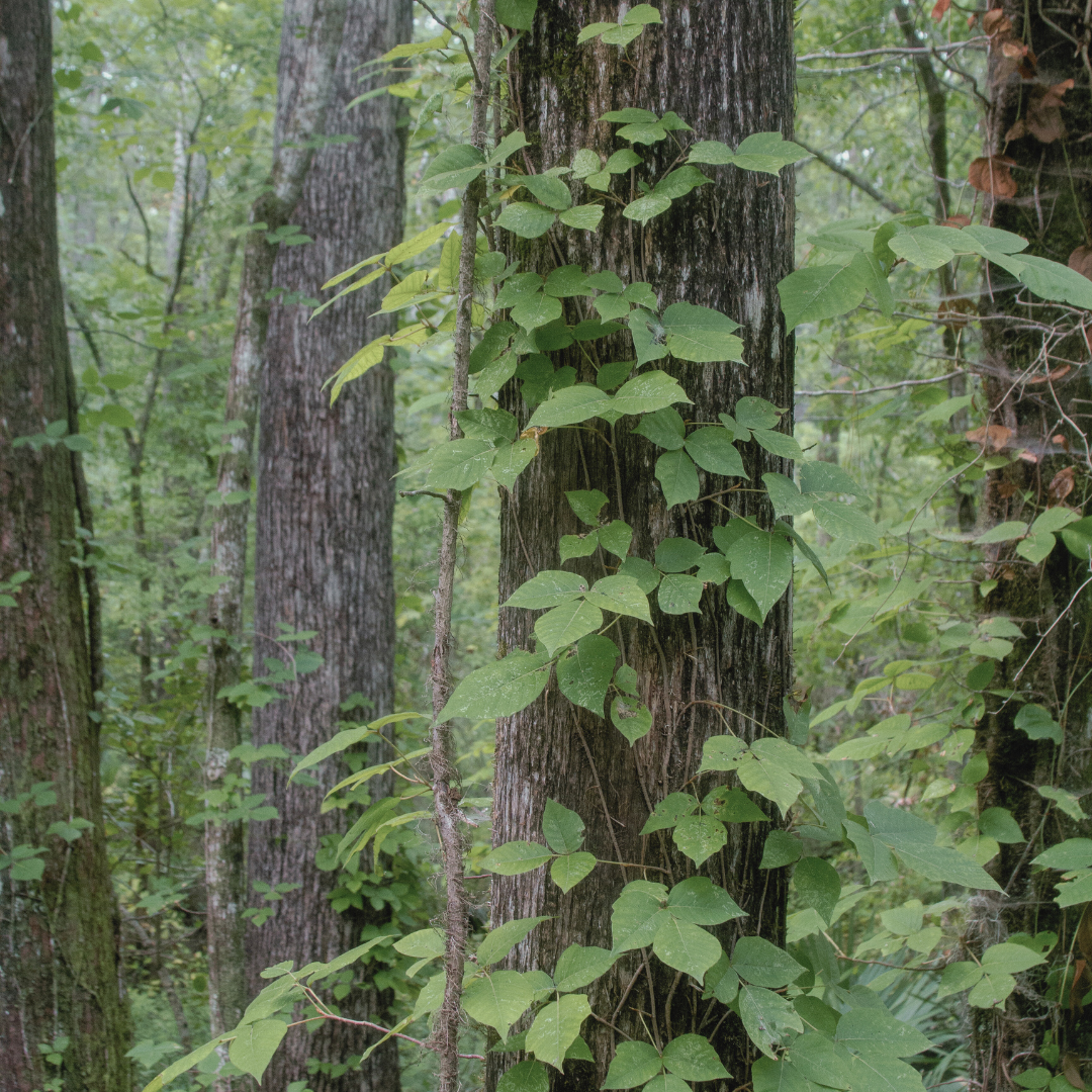 Everything Has a Purpose