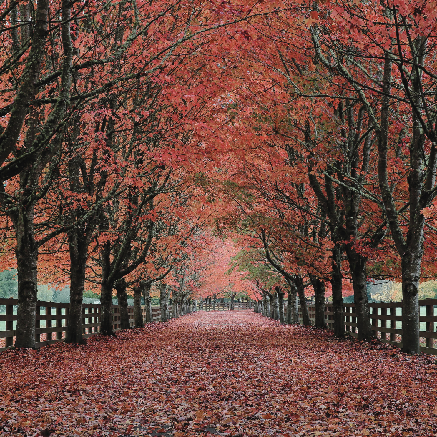 Jesus in the Waiting – Through the Seasons