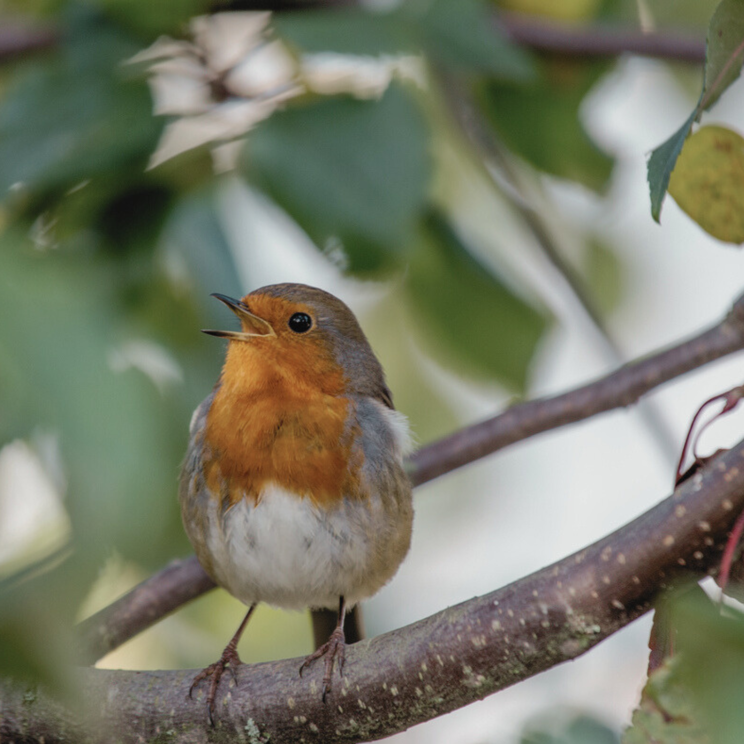 Birds With Broken Wings Still Sing