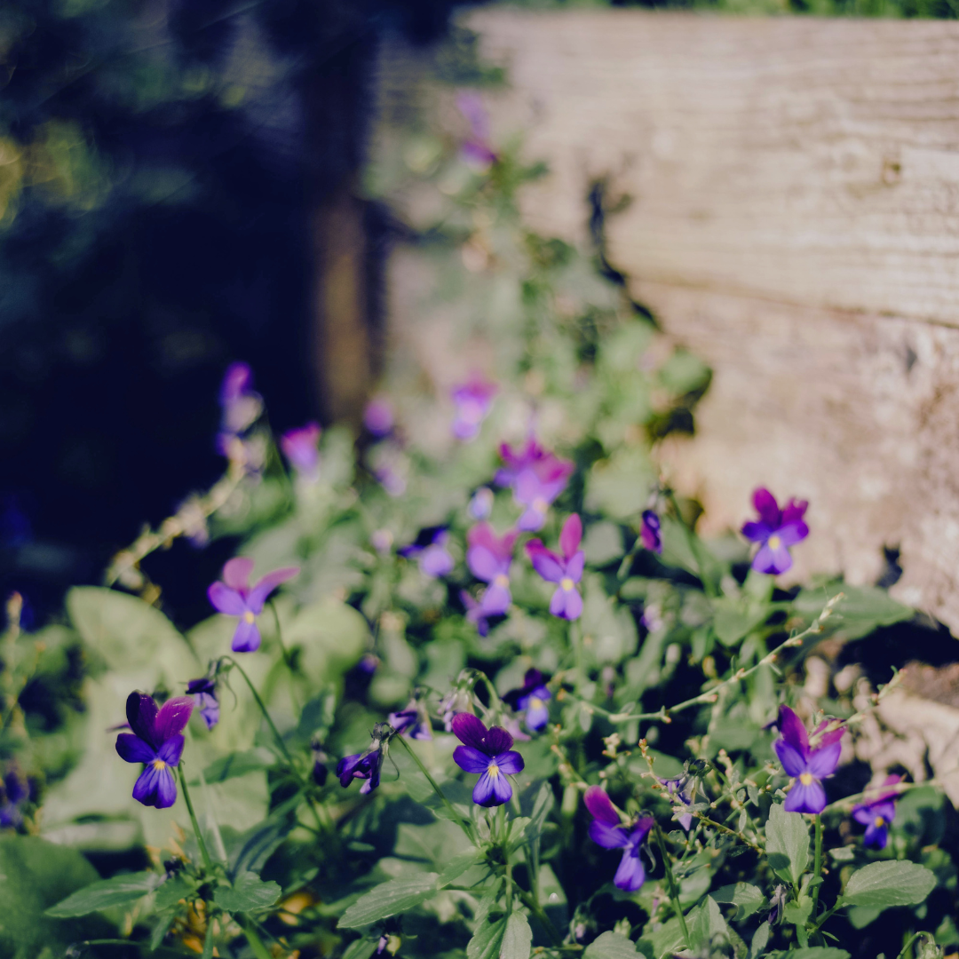 Violets and Other Small Things