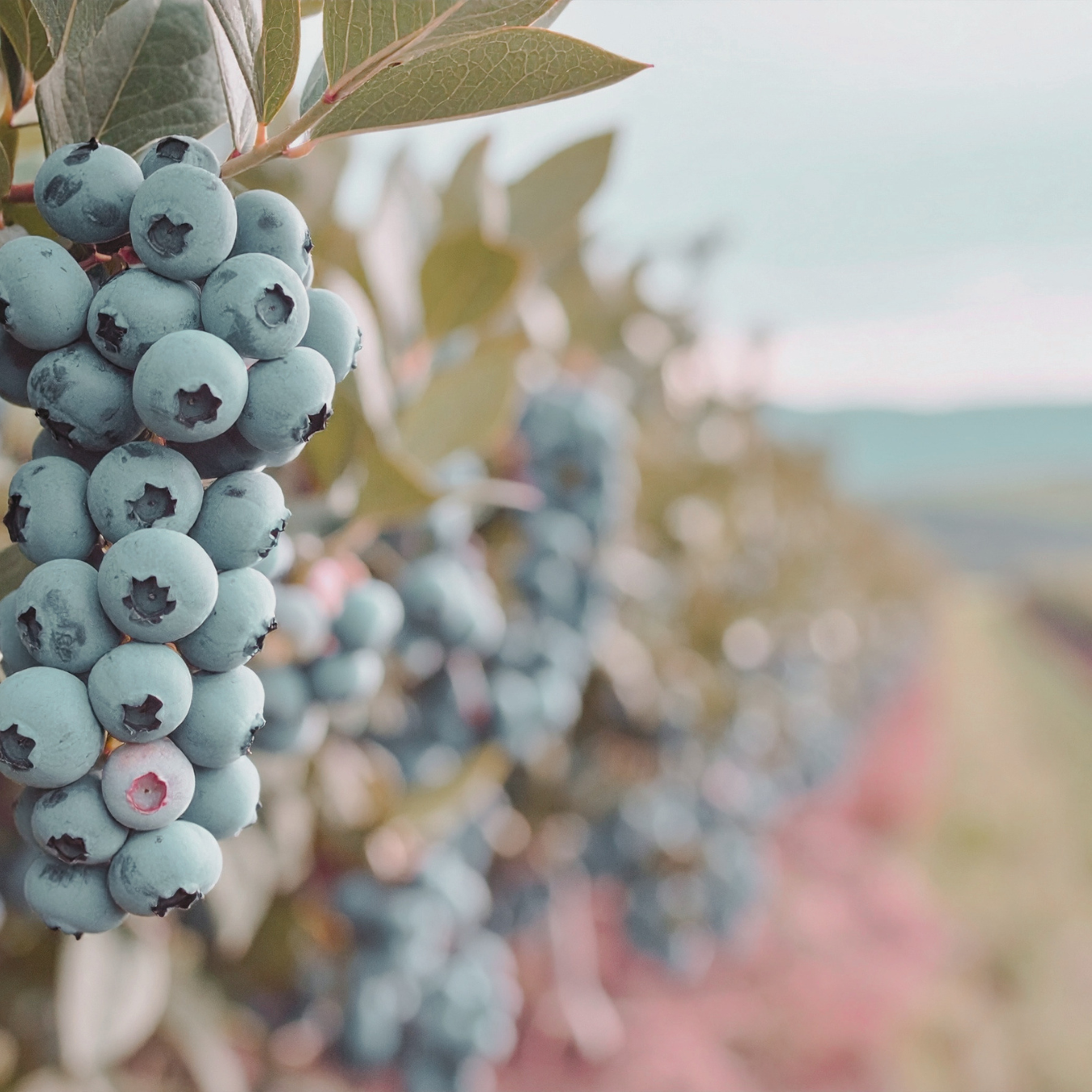Called to BE Free: on the vine 
