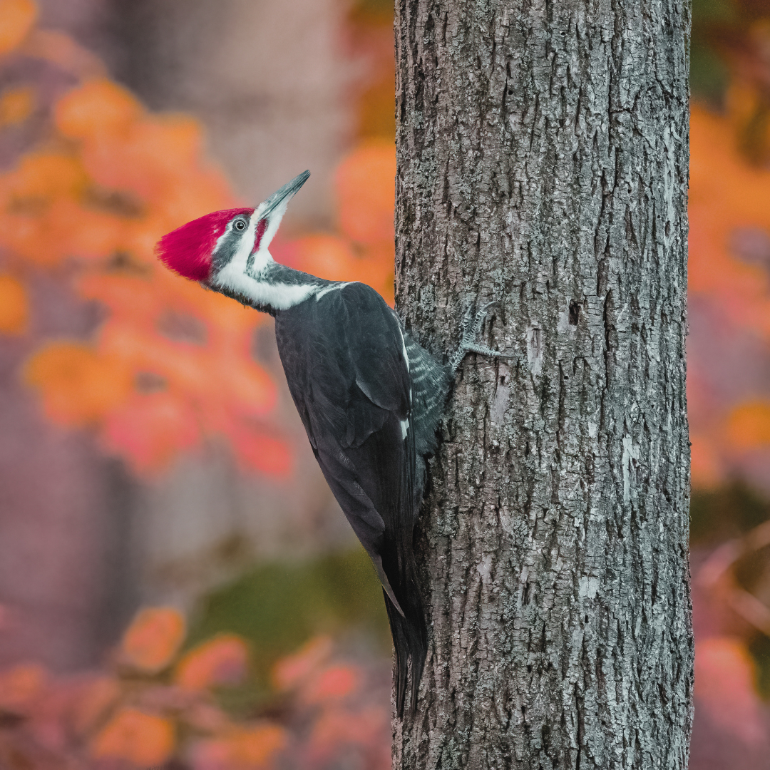 Lesson from the Woodpecker