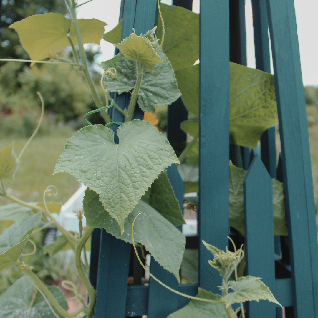 Parable of the Cucumber Tendrils