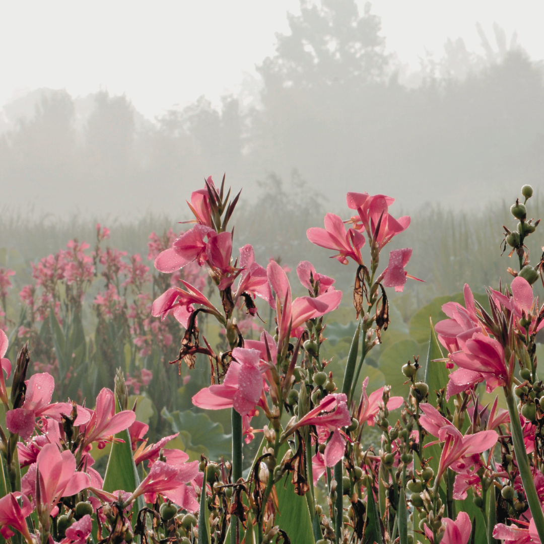 Gladiolus Bulbs on Mission