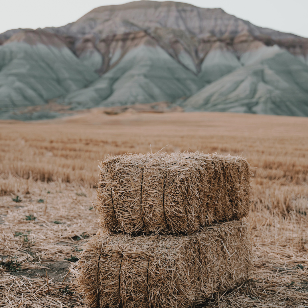 Hay for Sale