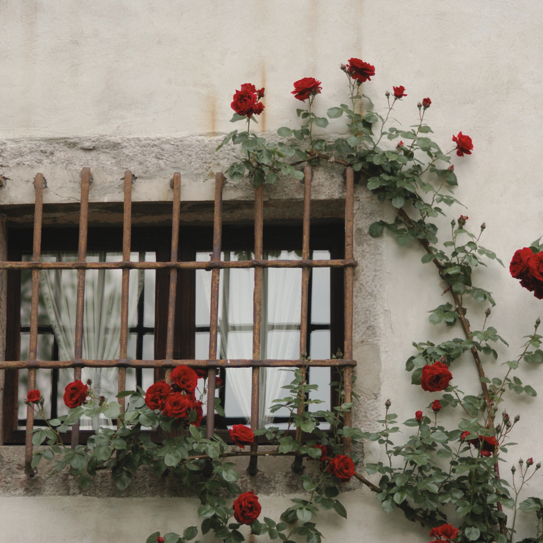 Roses Will Bloom Again