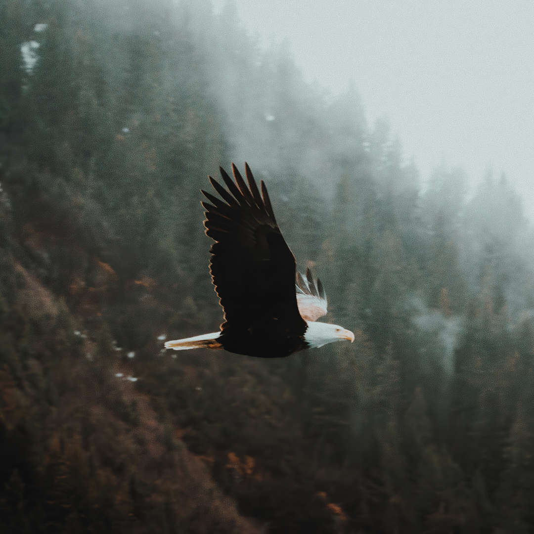 Amazed by God . . .  Soaring with the Eagles
