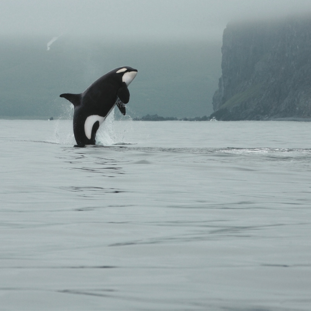 Amazed by God . . .    Swimming&nbsp; with the Orcas