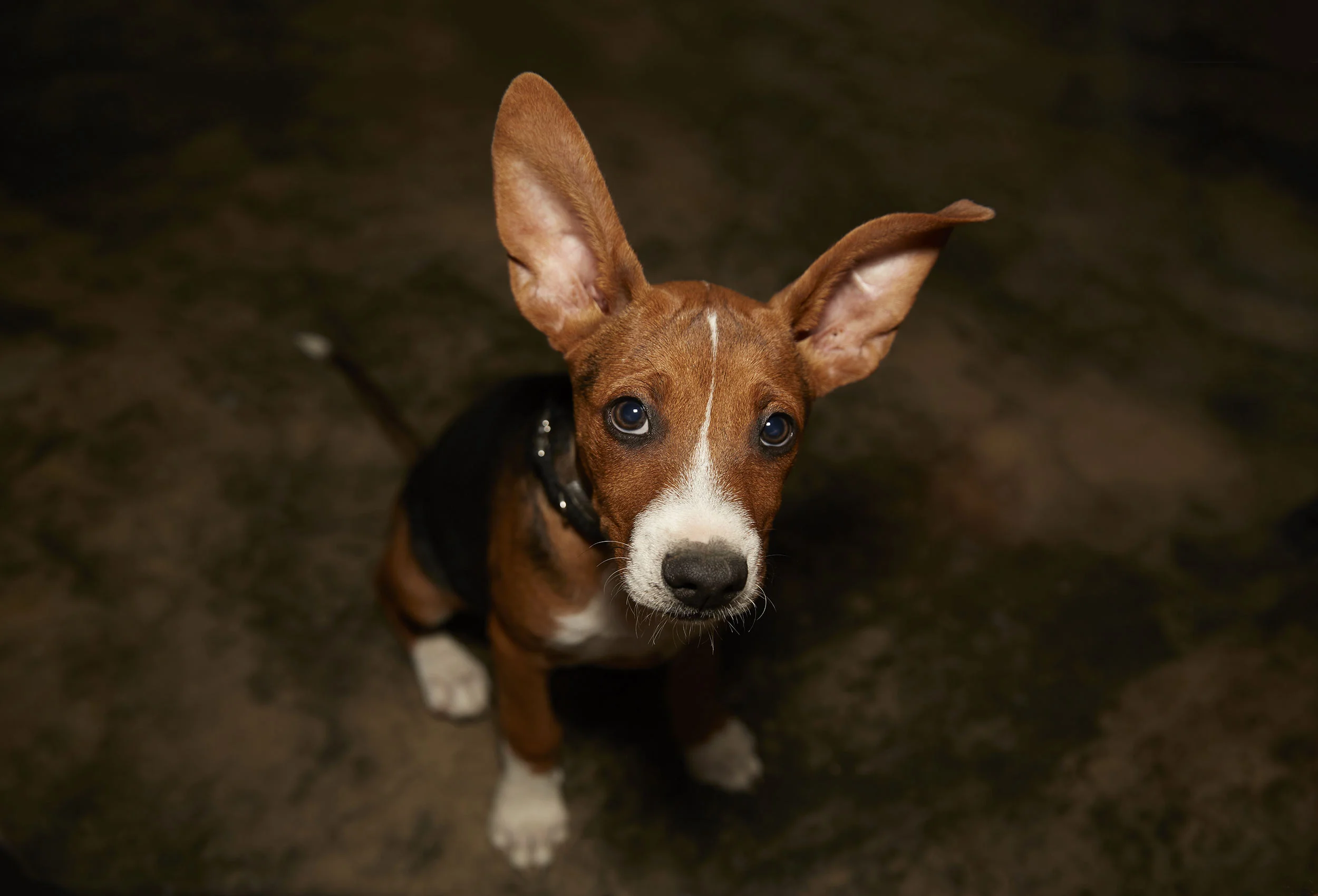 fritzi.jpg